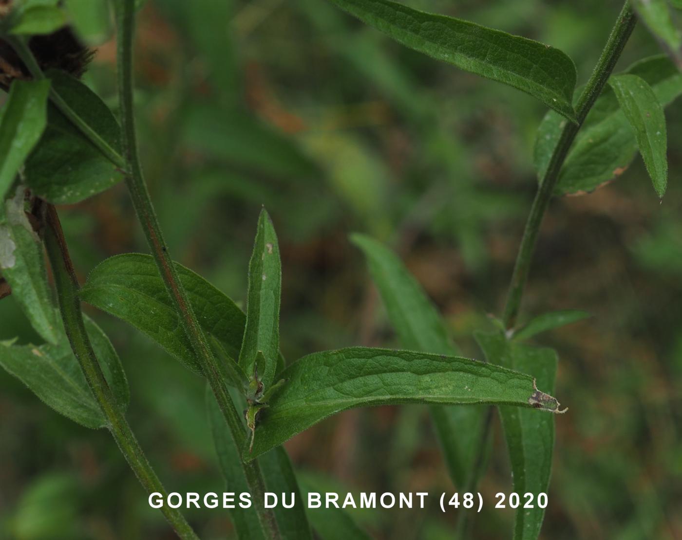 Knapweed [large-flowered] leaf